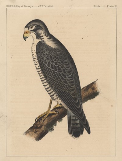 Aves, lámina XI, 1855 de American School